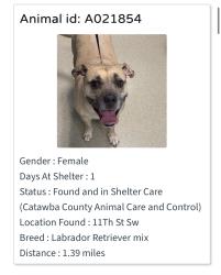Found/Stray Female Dog last seen 11th st sw, Hickory, NC 28602