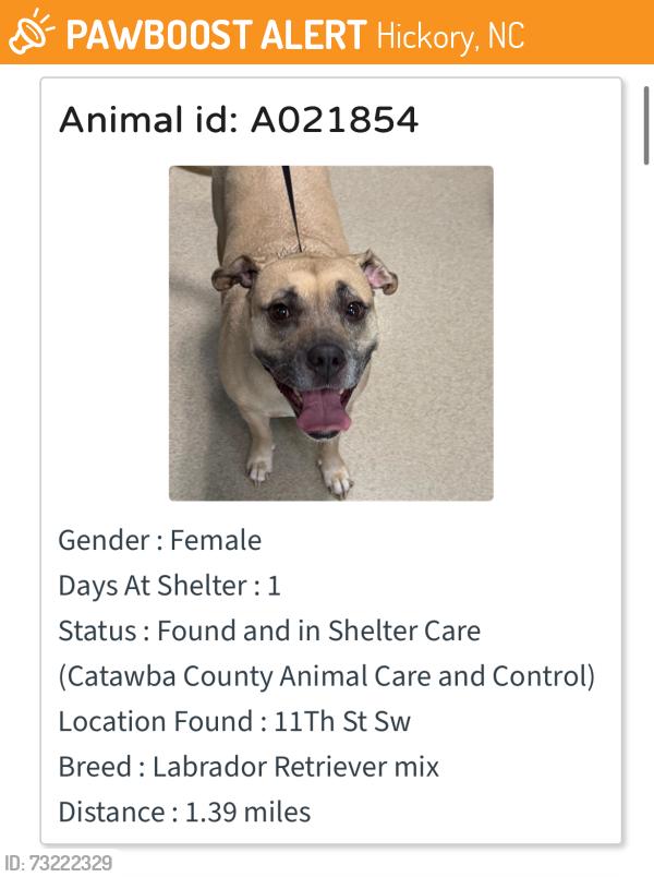 Found/Stray Female Dog last seen 11th st sw, Hickory, NC 28602