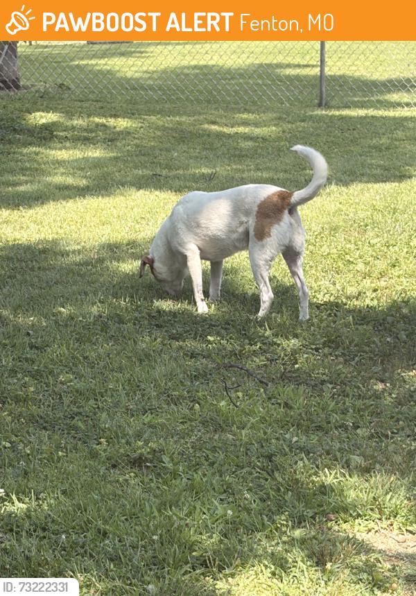 Found/Stray Male Dog last seen Fenway and fenway farms, Fenton, MO 63026