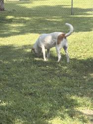 Found/Stray Male Dog last seen Fenway and fenway farms, Fenton, MO 63026