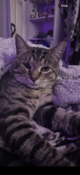 Lost Male Cat last seen The Boulevard, Norlane, VIC 3214
