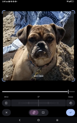 Lost Female Dog last seen San pasqual St and San gabriel, East Pasadena, CA 91107