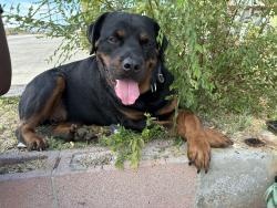 Lost Male Dog last seen K8 and 30th west, Lancaster, CA 93536