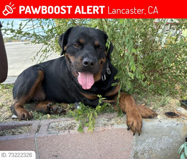 Lost Male Dog last seen K8 and 30th west, Lancaster, CA 93536