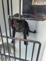 Shelter Stray Female Dog last seen 2410-14 Stone rd, East Point, GA, 1251 Fulton Industrial Blvd NW, Atlanta, GA 30336, USA