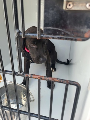 Shelter Stray Female Dog last seen 2410-14 Stone rd, East Point, GA, 1251 Fulton Industrial Blvd NW, Atlanta, GA 30336, USA