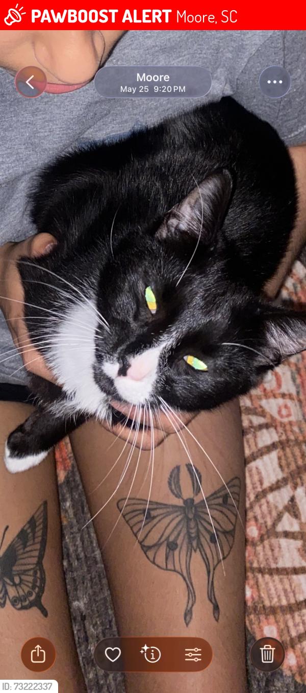 Lost Male Cat last seen Twin lakes, Moore, SC 29369
