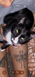 Lost Male Cat last seen Twin lakes, Moore, SC 29369