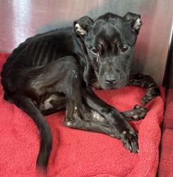 Shelter Stray Female Dog last seen Near Peppertree Cir, 30034, GA, 3280 Chamblee Dunwoody Rd, Chamblee, GA 30341, USA