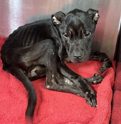 Shelter Stray Female Dog last seen Near Peppertree Cir, 30034, GA, 3280 Chamblee Dunwoody Rd, Chamblee, GA 30341, USA