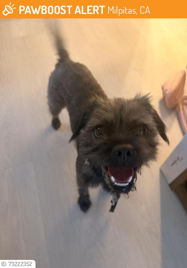 Found/Stray Female Dog last seen Walmart Milpitas, Milpitas, CA 95035