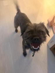 Found/Stray Female Dog last seen Walmart Milpitas, Milpitas, CA 95035