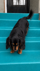 Reunited Female Dog last seen Internacional Av ,Bancroft Av. 73 rd Ave, 98 th Ave., Oakland, CA 94621