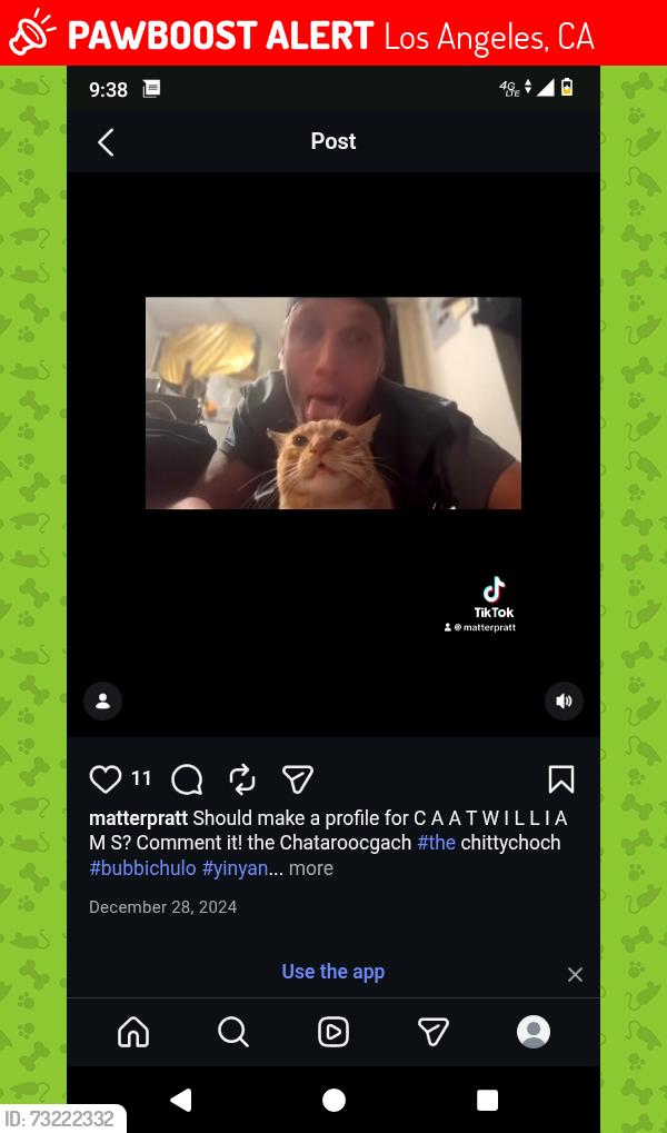 Lost Male Cat last seen Vine and Franklin, Los Angeles, CA 90028