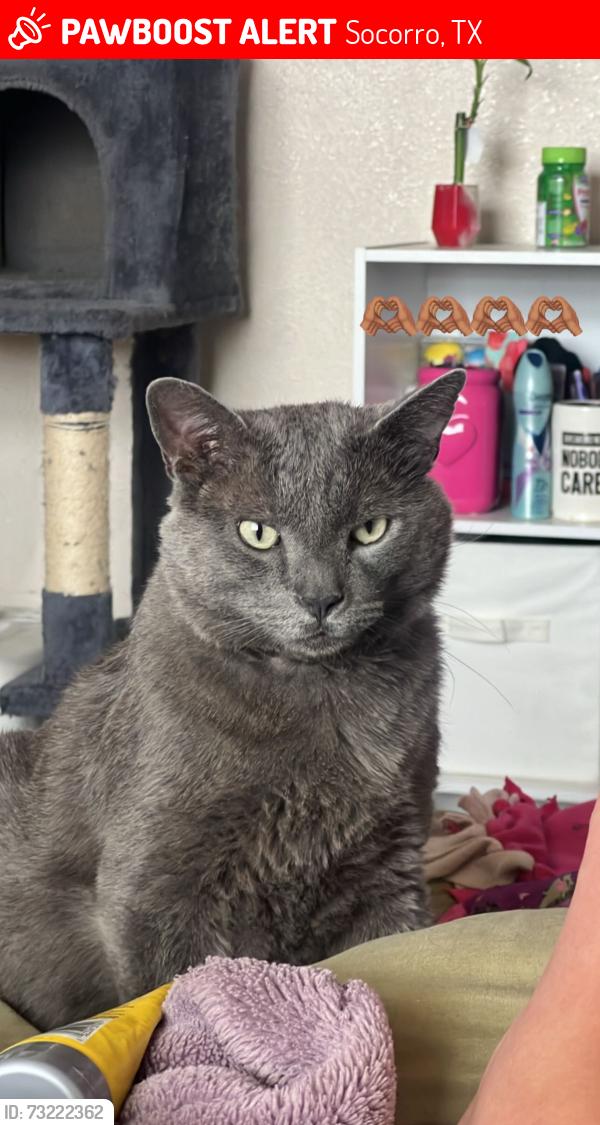 Lost Male Cat last seen tigua reservstion by socorro rd, Socorro, TX 79927