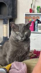 Lost Male Cat last seen tigua reservstion by socorro rd, Socorro, TX 79927