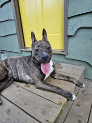 Found/Stray Female Dog last seen Houston Rd. and hwy 108, Columbus, NC 28722
