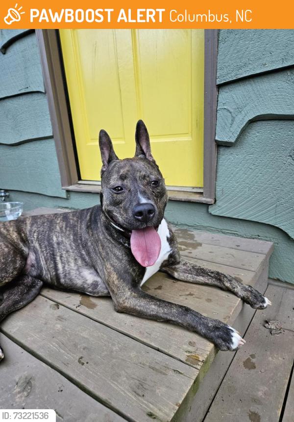 Found/Stray Female Dog last seen Houston Rd. and hwy 108, Columbus, NC 28722