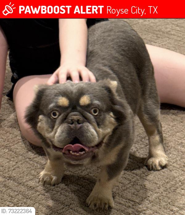 Lost Male Dog last seen Near CR 2584, Royse City, TX 75189