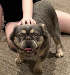Lost Male Dog last seen Near CR 2584, Royse City, TX 75189