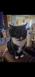 Lost Female Cat last seen Studio 6 Extended Stay Hotel Norman (near I-35 Indian Hills Rd exit), Norman, OK 73069