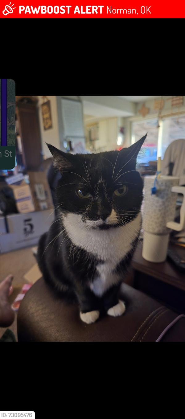 Lost Female Cat last seen Studio 6 Extended Stay Hotel Norman (near I-35 Indian Hills Rd exit), Norman, OK 73069