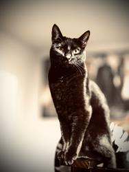 Lost Female Cat last seen W camp st, Monterey County, CA 93933