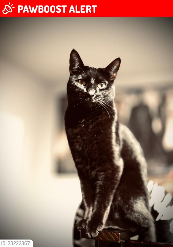 Lost Female Cat last seen W camp st, Monterey County, CA 93933