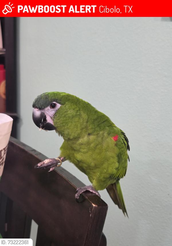 Lost Male Bird last seen Weeping Willow & N. Willow Way, Cibolo, TX 78108