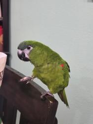 Lost Male Bird last seen Weeping Willow & N. Willow Way, Cibolo, TX 78108