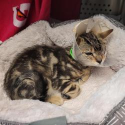 Shelter Stray Male Cat last seen A Street, HAYWARD, CA, 94541, 8323 Baldwin St, Oakland, CA 94621, USA