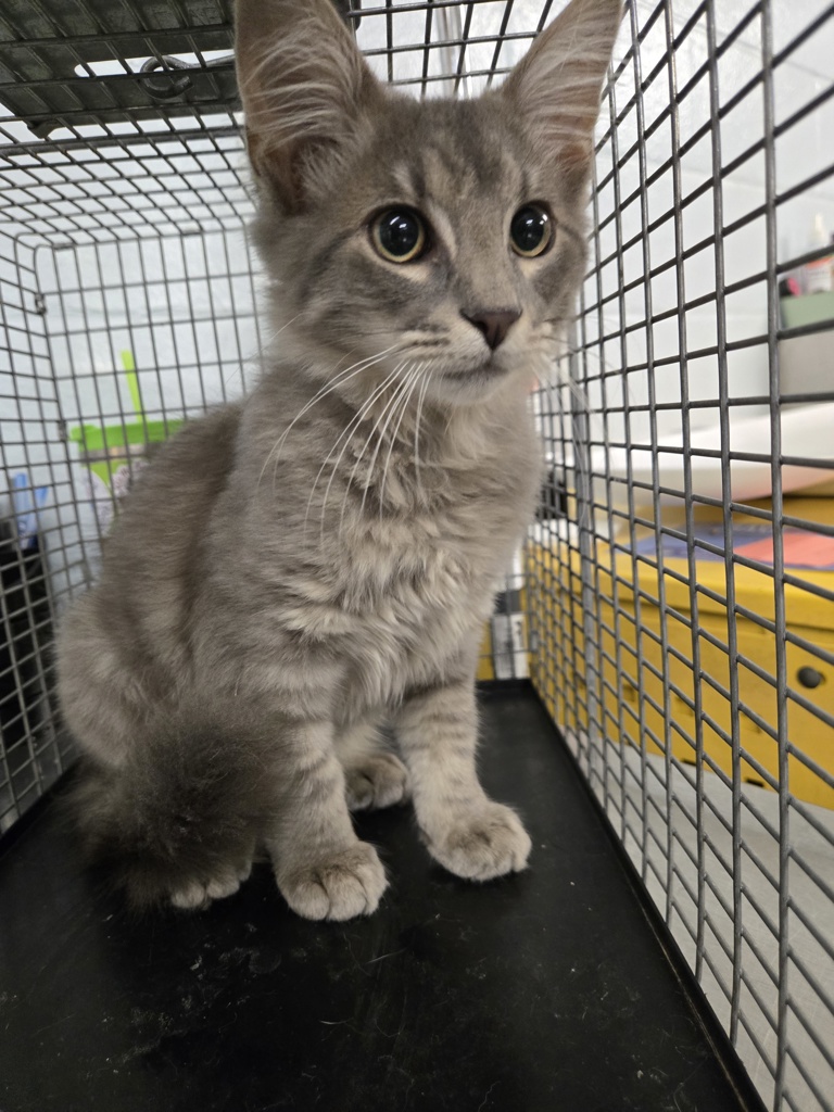 Shelter Stray Male Cat last seen Apt Suite A,7400 Governor Ritchie Highway, GLEN BURNIE, MD, 21061, 411 Maxwell Frye Rd, Millersville, MD 21108, USA