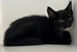 Shelter Stray Male Cat last seen Hampton Place, STATEN ISLAND, NY, 10309, 3139 Veterans Rd W, Staten Island, NY 10309, USA