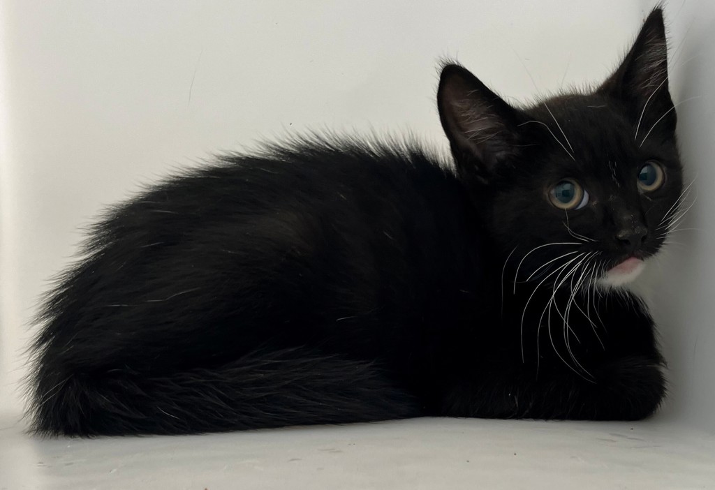 Shelter Stray Male Cat last seen Hampton Place, STATEN ISLAND, NY, 10309, 3139 Veterans Rd W, Staten Island, NY 10309, USA