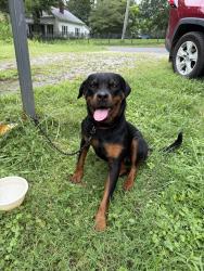 Reunited Female Dog last seen Lippard Farm Rd and Hwy 64, Iredell County, NC 28625