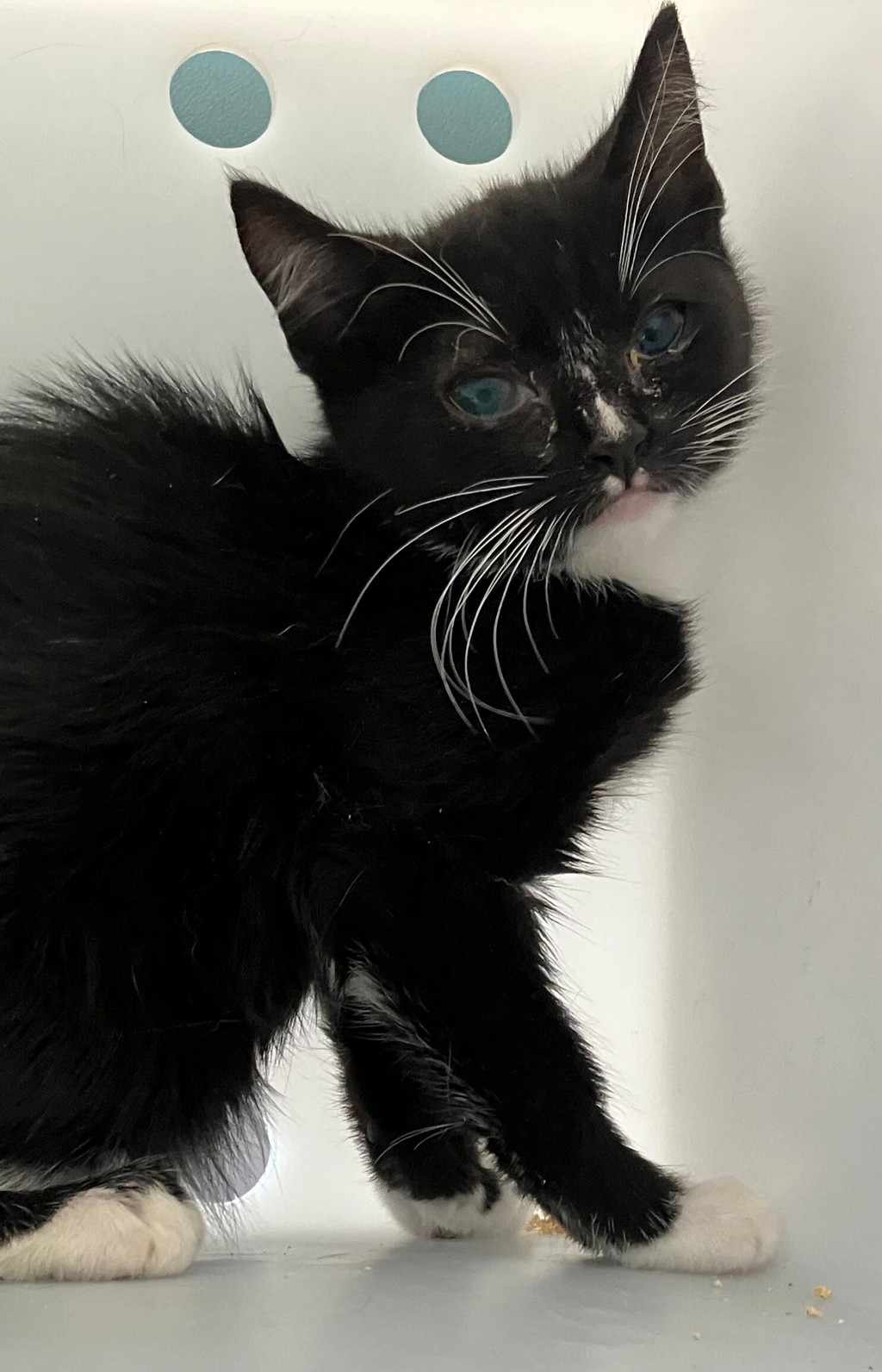 Shelter Stray Female Cat last seen Near Hampton Place, STATEN ISLAND, NY, 10309, 3139 Veterans Rd W, Staten Island, NY 10309, USA