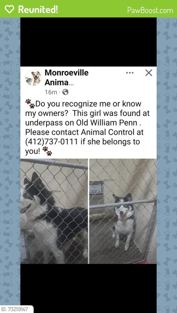 Reunited Female Dog last seen Old Wm Penn Hwy / blackJefferson Rd, Penn Hills Township, PA 15146