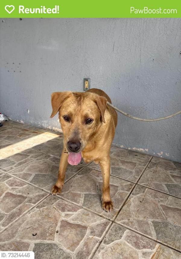 Reunited Male Dog last seen SW 160 st, Miami, FL 33196