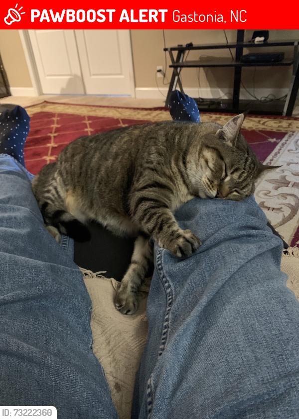 Lost Female Cat last seen Robinson Road, Gastonia, NC 28056