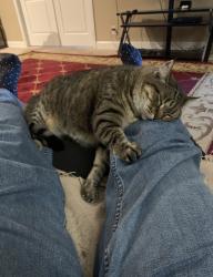 Lost Female Cat last seen Robinson Road, Gastonia, NC 28056