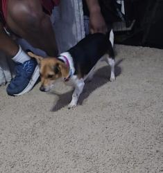 Reunited Male Dog last seen Green Caye Village, Dickinson, TX 77539