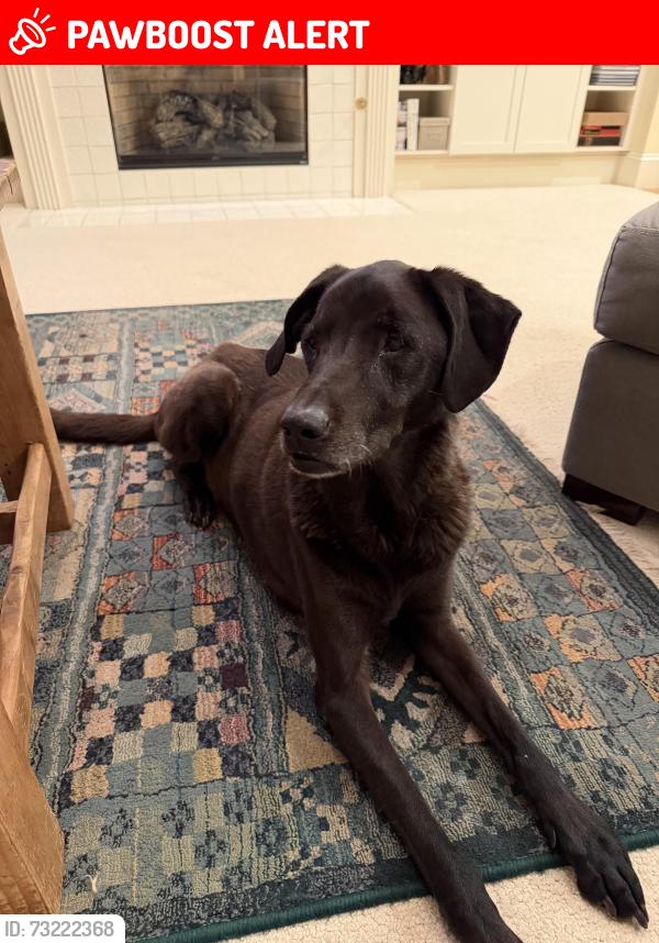 Lost Male Dog last seen Near Gilbert Park, Long Lake Township, MI 49685