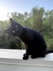Lost Male Cat last seen Stuart, Lafayette, CA 94549