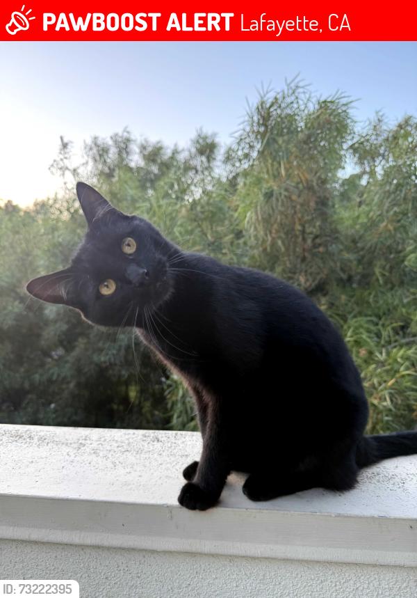 Lost Male Cat last seen Stuart, Lafayette, CA 94549