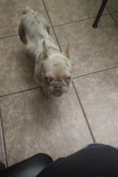 Reunited Unknown Dog last seen Lake park west neighbor, Grand Prairie, TX 75052