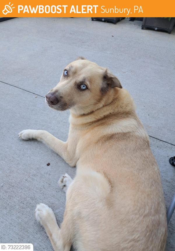 Found/Stray Male Dog last seen EAST END FIRE COMPANY, Sunbury, PA 17801