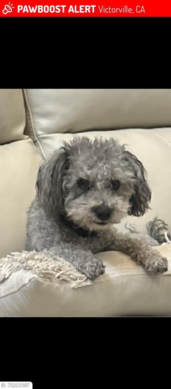 Lost Male Dog last seen Diamond rd and Quinado way rd, Victorville, CA 92394