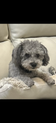 Lost Male Dog last seen Diamond rd and Quinado way rd, Victorville, CA 92394