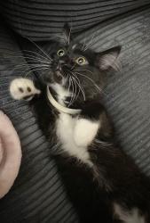 Lost Female Cat last seen E Center St to the north and E Clarke St to the south, Milwaukee, WI 53212
