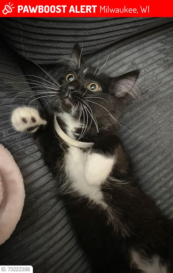 Lost Female Cat last seen E Center St to the north and E Clarke St to the south, Milwaukee, WI 53212